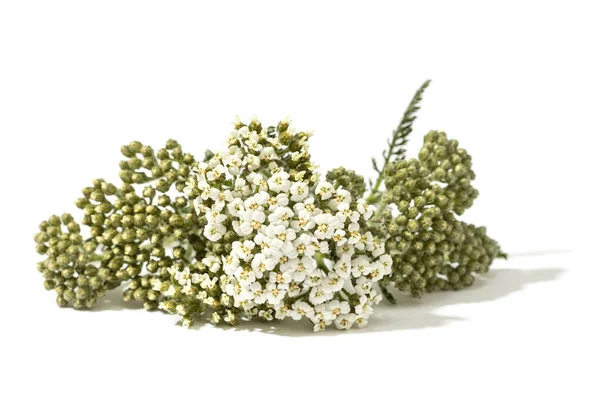 Achillea Odorata Flowering Herb Isolated White Background — Photo