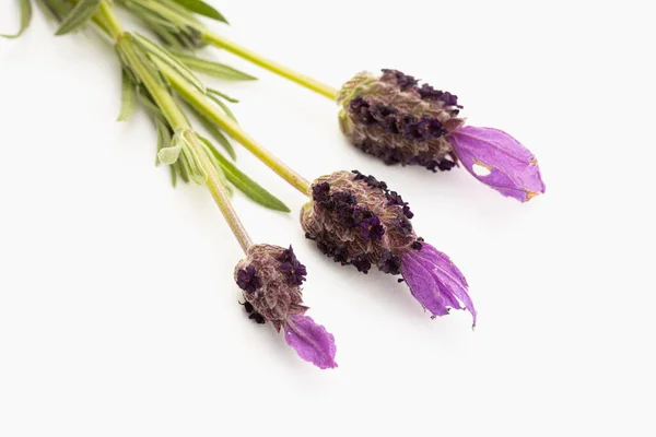 Flores Frescas Lavanda Isoladas Sobre Fundo Branco Lavandula Stoechas — Fotografia de Stock