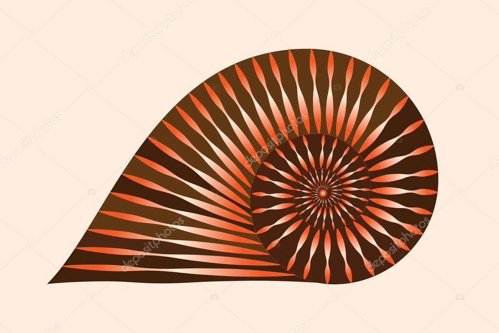 Nautilus shell isolated. Textured nautilus conch. Vector illustration