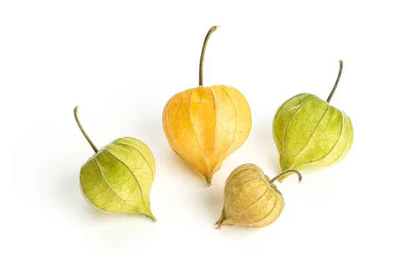 Alkekengi Officinarum Chinese Lantern Different Colors Isolated White Background — Foto de Stock