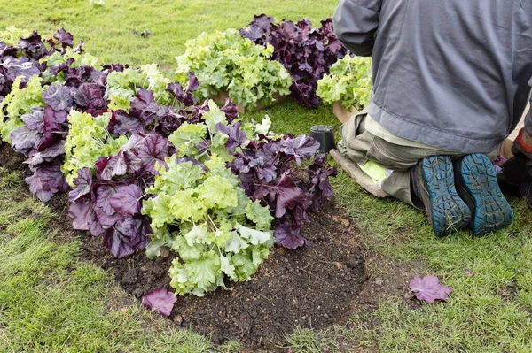 Садовник Сажает Зеленые Фиолетовые Растения Называемые Хёхера Саду — стоковое фото