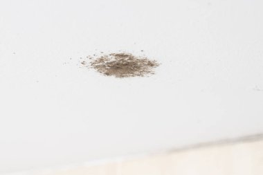 Banyo tavanında siyah küf.