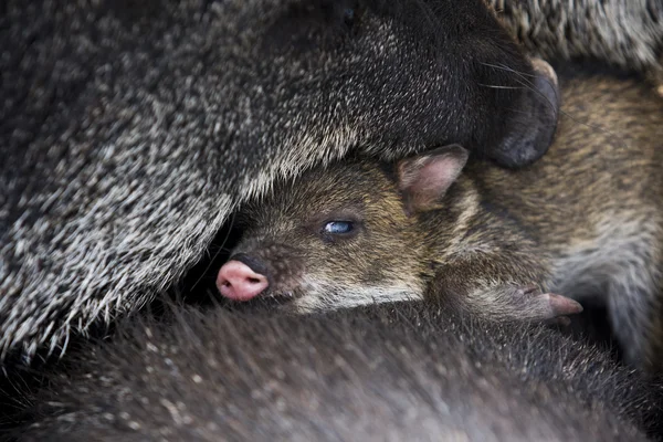 Cerdito. — Foto de Stock