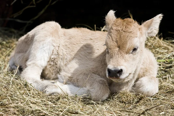 Young cow — Stock Photo, Image