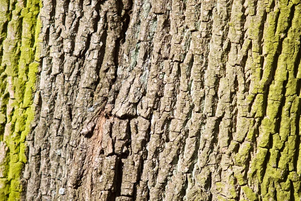 Star bark of a tree in the forest — Stock Photo, Image