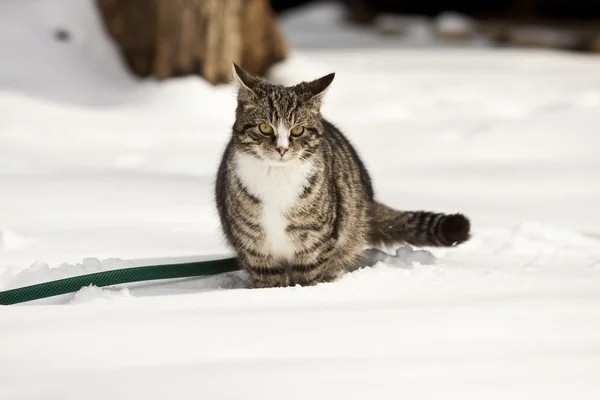 Mladá kočka ve sněhu — Stock fotografie