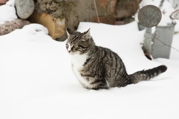 Junge Katze im Schnee — Stockfoto