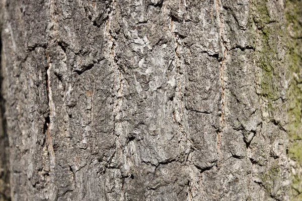Background of bark of a tree — Stock Photo, Image