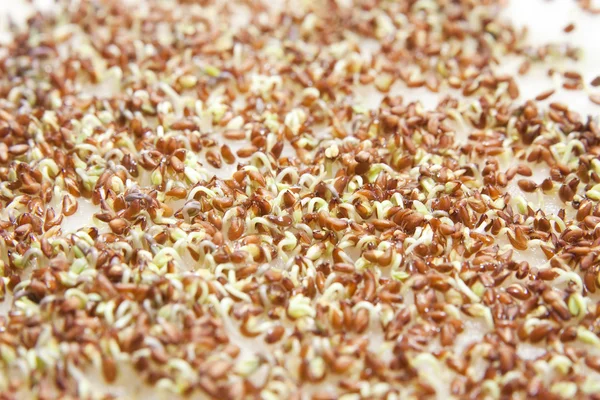 Cress sprouts growing on wool — Stock Photo, Image