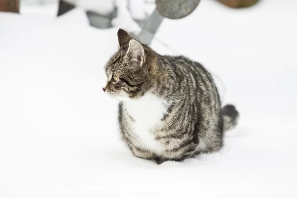 Giovane gatto — Foto Stock