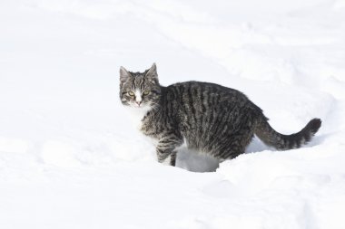 Genç kedi