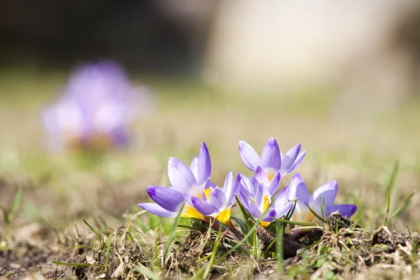 Crocus de printemps en fleur - printemps . — Photo