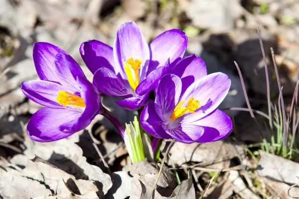 Crocus de printemps en fleur - printemps . — Photo