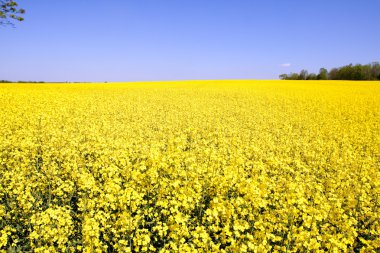 Altın sarı tecavüz alan