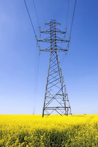 Electricity pylons in a field of rape — Stock Photo, Image