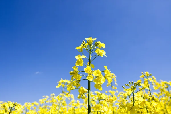 Golden yellow rape field — Stock Photo, Image