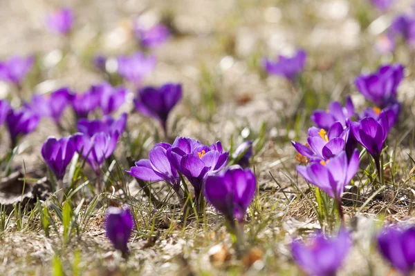 Crocus de printemps en fleur - printemps . — Photo