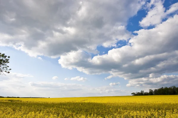 Golden yellow rape field — Stock Photo, Image