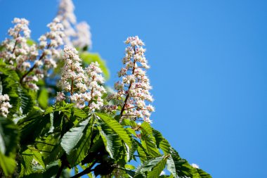 çiçek kestane gökyüzü