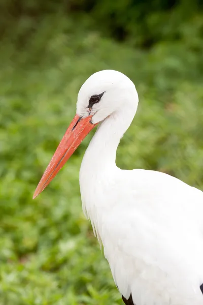 Stork in Poznan zoo in Poland — Stock Photo, Image