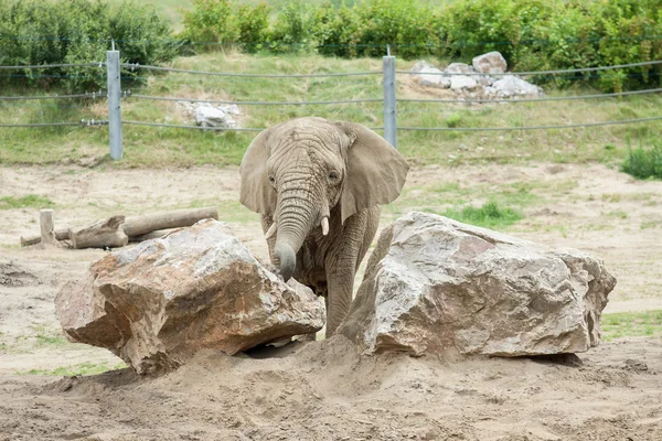 Un elefante en el zoológico — Foto de Stock