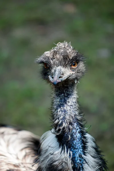 Portrait of an ostrich — Stock Photo, Image