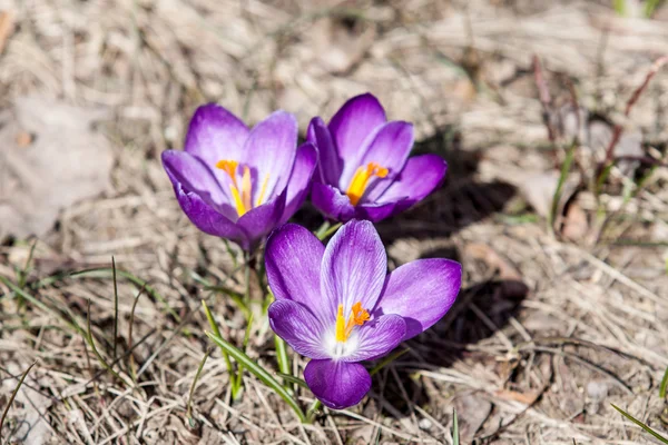 Crocus de printemps en fleur - printemps — Photo