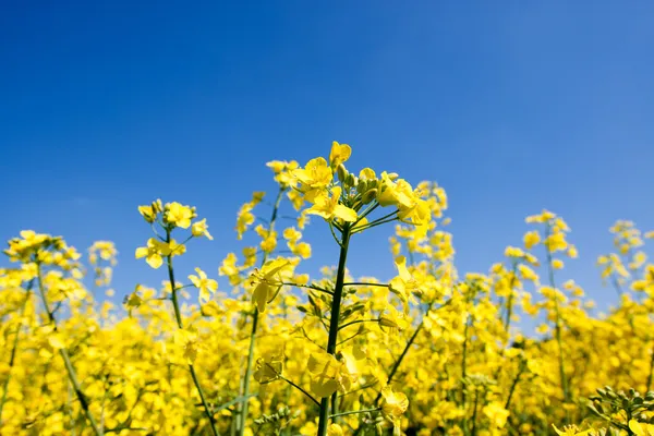 Altın sarı tecavüz alan