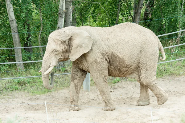 Un elefante en el zoológico — Foto de Stock