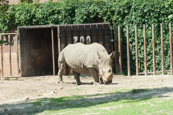 Rhino sur la passerelle au zoo — Photo