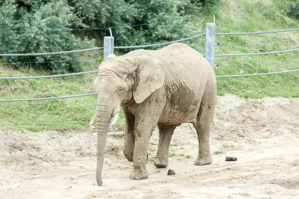 Un elefante en el zoológico — Foto de Stock