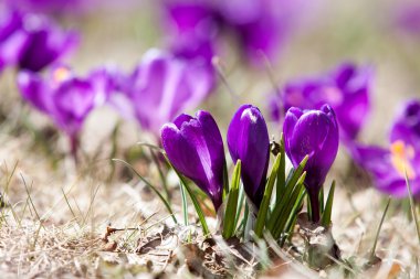 Bahar çiğdemler çiçek - bahar