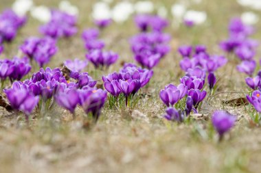 Bahar çiğdemler çiçek - bahar