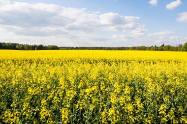 Altın sarı tecavüz alan