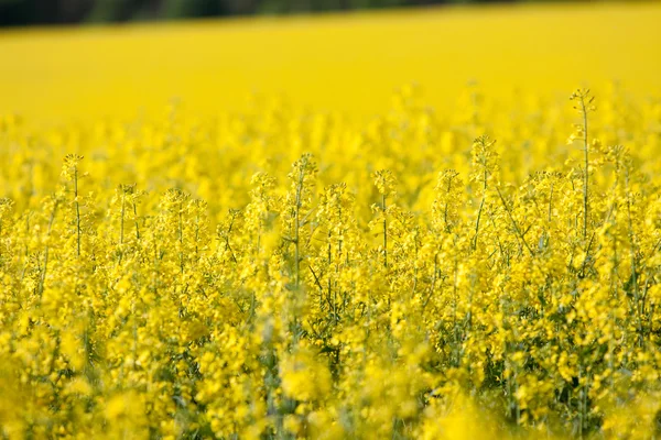 Golden yellow rape field — Stock Photo, Image