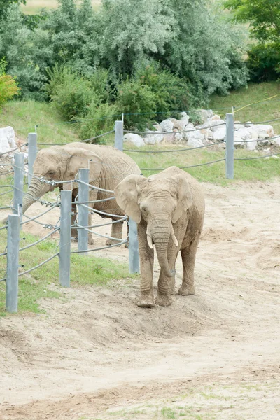 Un elefante en el zoológico — Foto de Stock