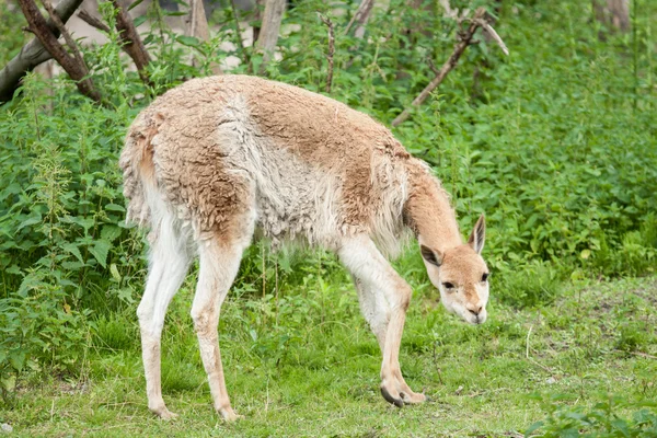 Lama en la naturaleza — Foto de Stock