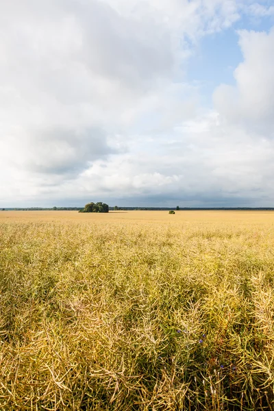 Panorama pola w pochmurny dzień — Zdjęcie stockowe