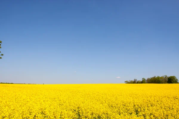 Golden yellow rape field — Stock Photo, Image