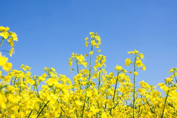 Golden yellow rape field — Stock Photo, Image