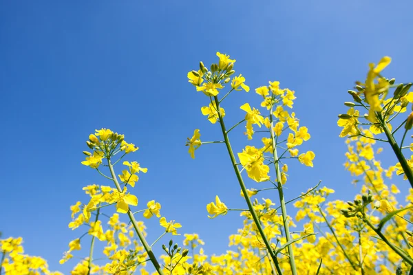 黄金の黄色の菜の花畑 — ストック写真