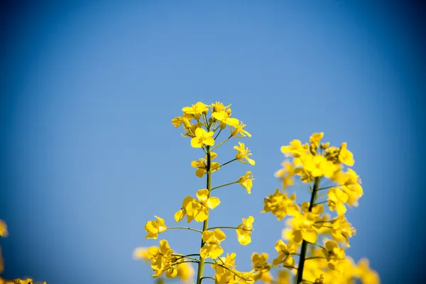 Campo de colza amarelo dourado — Fotografia de Stock
