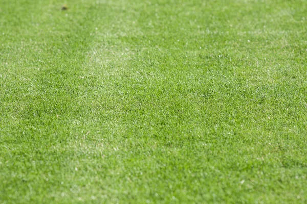 The line on the grass on the football pitch