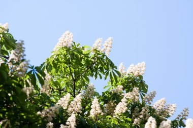 çiçek kestane gökyüzü