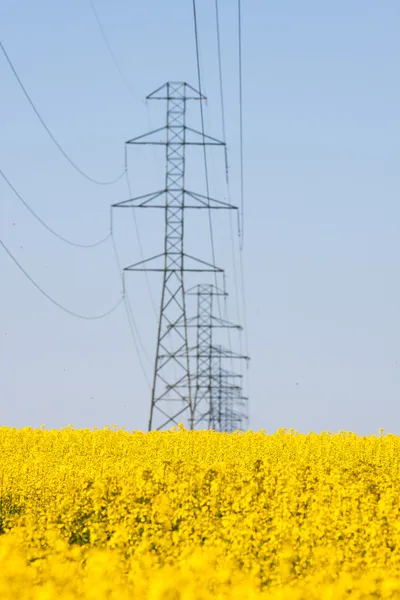 Electricity pylons in a field of rape — Stock Photo, Image