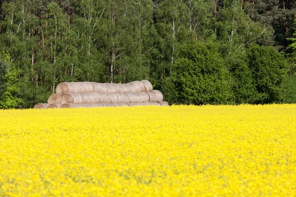 Golden yellow rape field — Stock Photo, Image