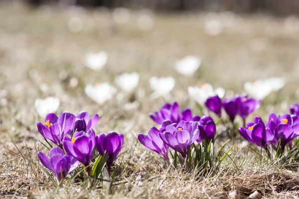 Crocus de printemps en fleur - printemps — Photo