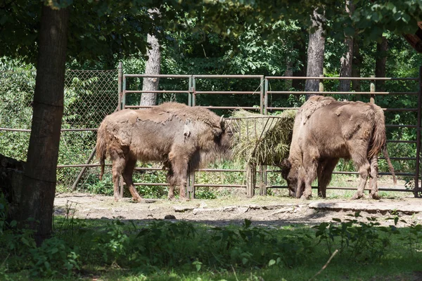 Bison in zoo eating hay — Stock Photo, Image