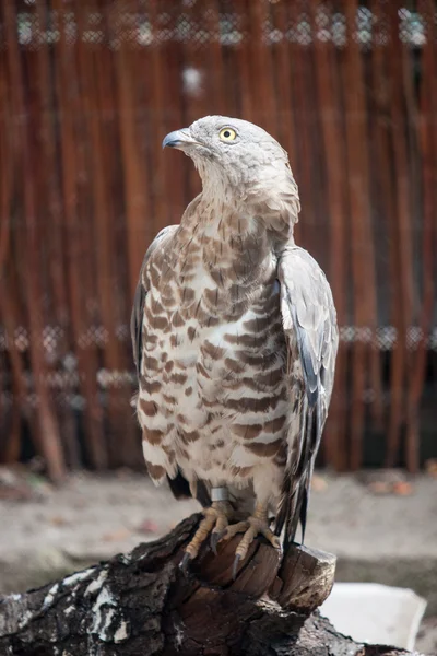 Hawk perched on a tree limb — Stock Photo, Image