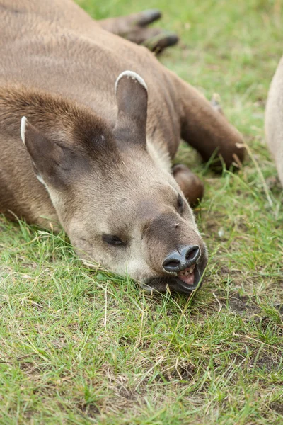 Mamífero Tapir en el zoológico — Foto de Stock
